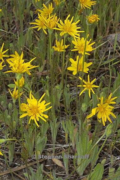 agoseris heterophylla var cryptopleura 6 graphic